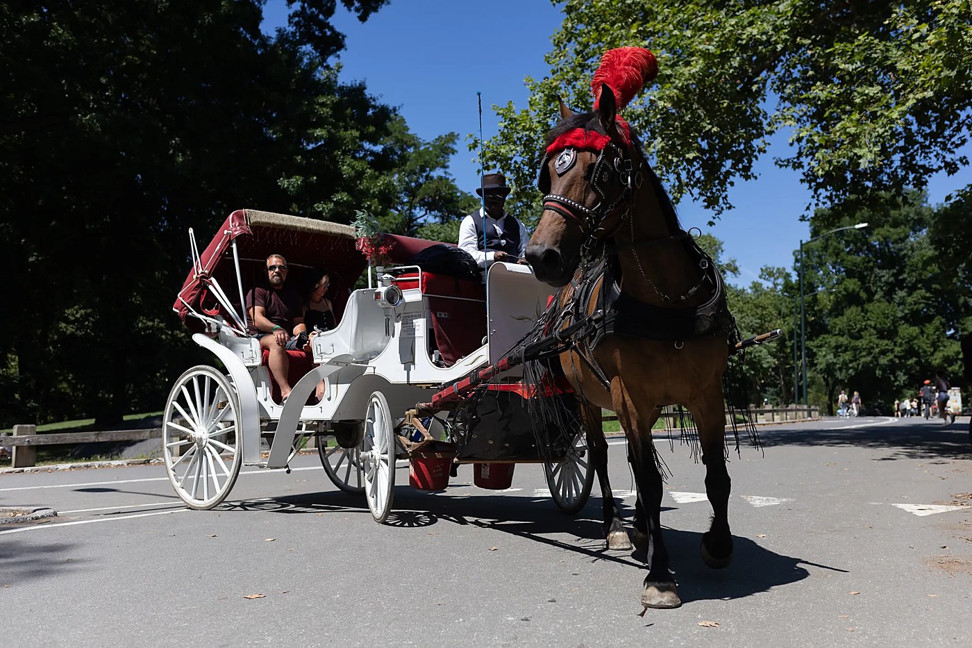 Central Park's carriage horses face a Council vote