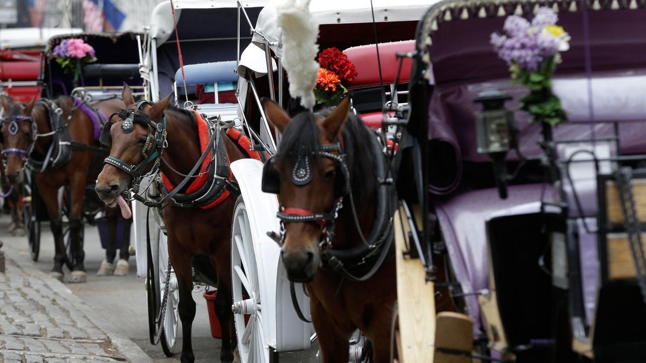 The Carriage Horse Hearing